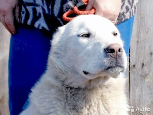 Белый годовалый кобель сао в Бийске фото 5