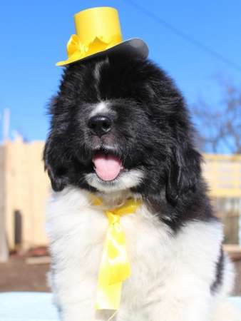 Щенки ньюфаундленда СШ - Франция &ndash; Дания! в Санкт-Петербурге фото 6