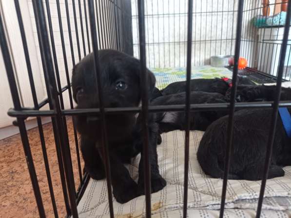 Щенки цвергшнауцера в Москве фото 4