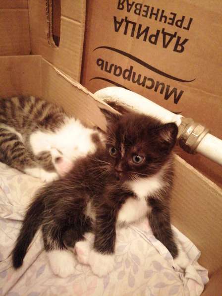 Котята в Новосибирске фото 18