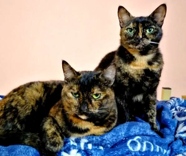 Котенок в добрые руки. Крошка пеструшка в Калуге фото 33