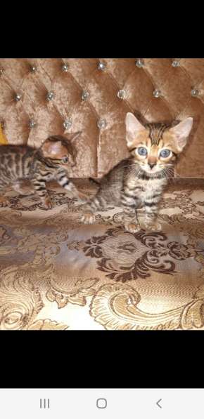 Бенгальские котята шикарного окраса в Казани фото 3