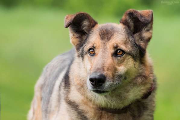 Дружелюбный Денвер ищет семью в Москве фото 18