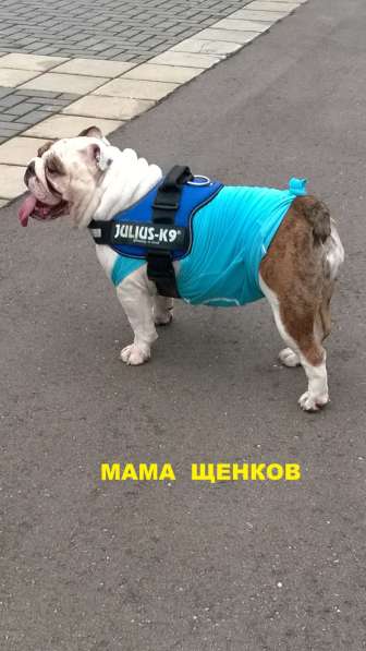 Английский бульдог щенки в Москве фото 3