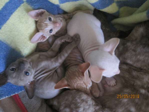 Продам котят корниш-рекс