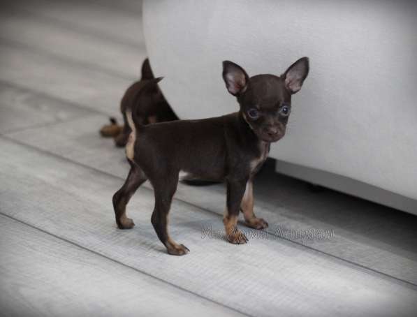 Щенки Русского той -терьера в Новосибирске фото 22