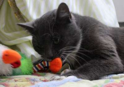 Отдам даром Котик Марсель в Санкт-Петербурге