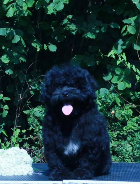 Мальтипу Ф1 щенки девочки