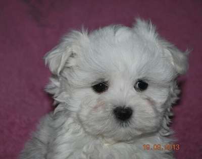 щенки мальтезе