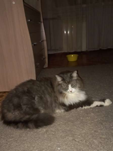 Кот сибиряк,4 года в Новосибирске фото 47