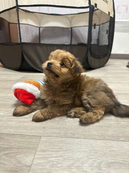 Мальтипу в Санкт-Петербурге фото 5