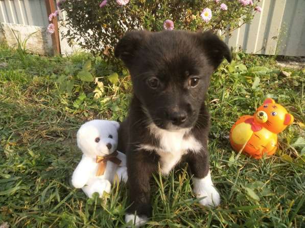 Две маленькие кнопки ищут дом в Санкт-Петербурге фото 5