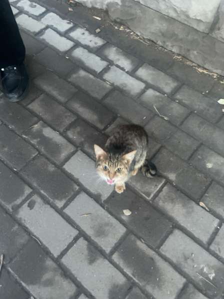 Котенок мальчик в Саратове фото 4