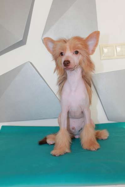 Китайская хохлатая щенок