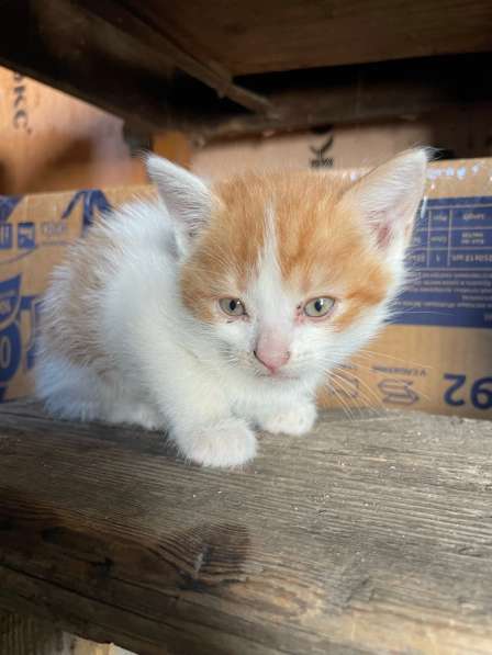 Котята
