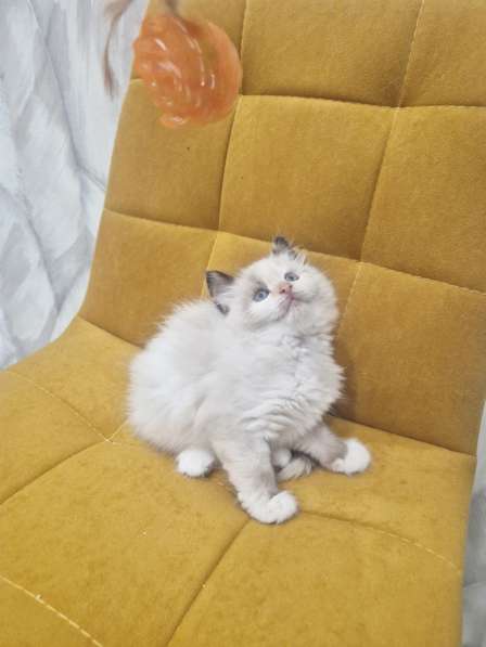 Самый ласковый котик Рэгдолл