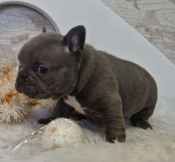 Французский бульдог в голубом окрасе в фото 4