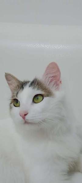 Ласковый красавчик Милош в самые добрые руки! в Москве фото 8