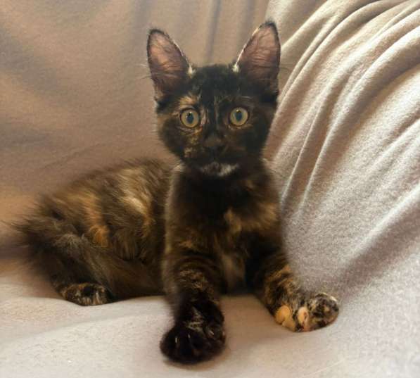 Суперласковая котенок-девочка Саманта в добрые руки