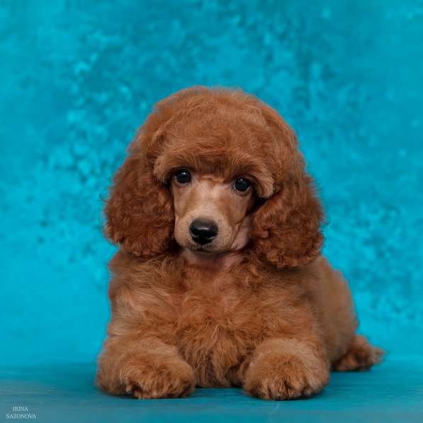 Миниатюрный пудель щенок в Москве фото 4