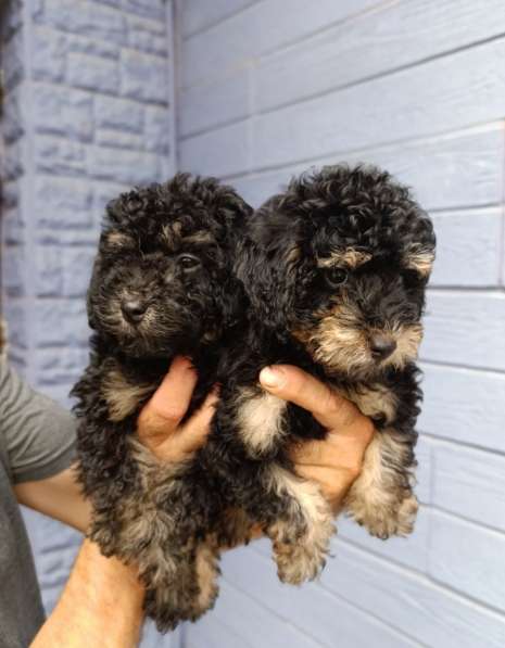 Toy poodle. Phantom boys