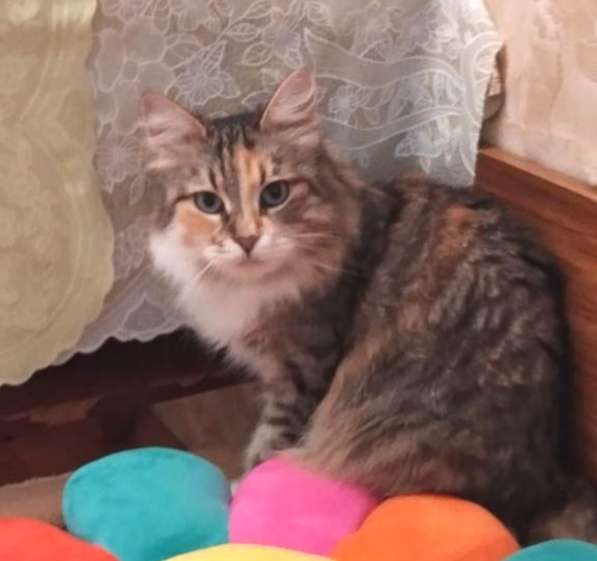 Кошка в добрые руки. Пушистая трехцветная Шаня в Москве фото 4