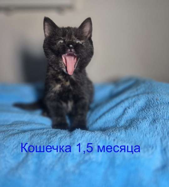 Ласковые и весёлые котята ищут дом! в Москве фото 4