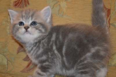 Британские котята из Челябинска в Тюмени