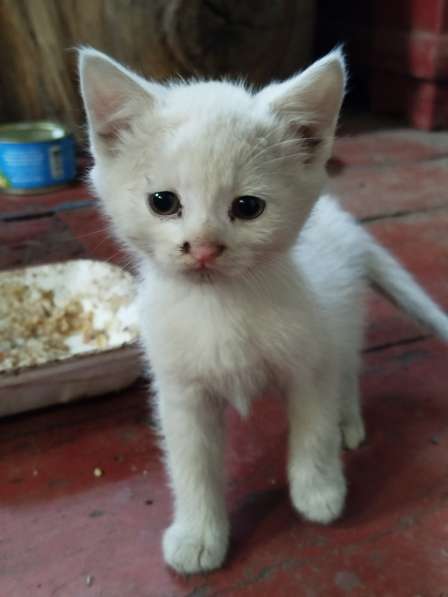 Отдам в хорошие руки котят
