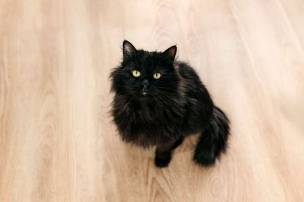 Черный пушистый кот Гриша в добрые руки в Москве фото 7