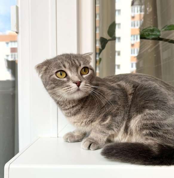 Вислоухая кошечка Энни в добрые руки в Москве фото 3