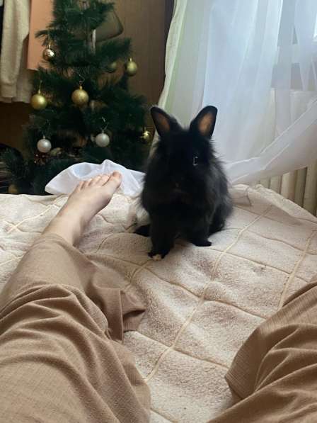 Декоративный кролик