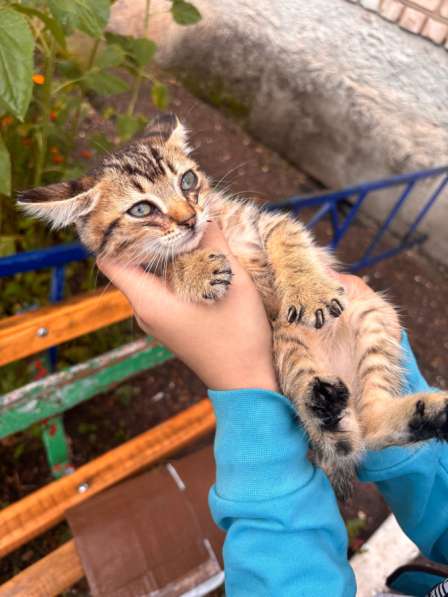 Котенок в Стерлитамаке фото 3
