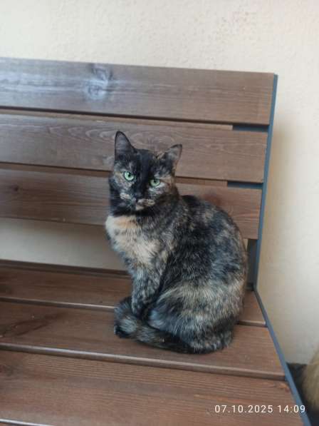 Ласковая молодая кошка в дар