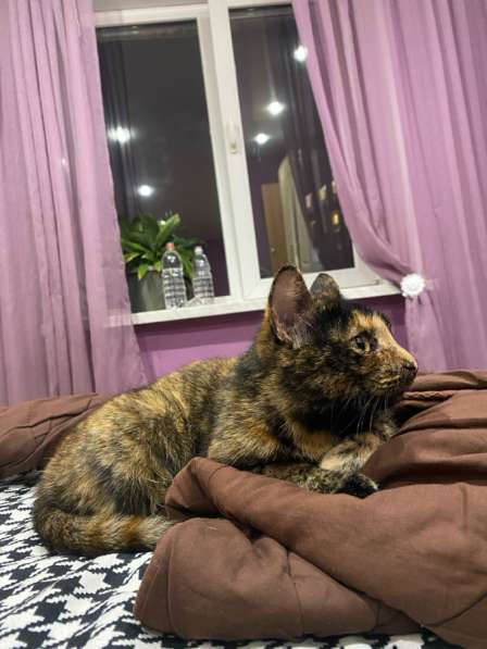 Нашли кошку