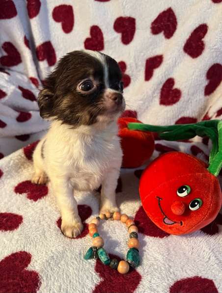 Щенки чихуахуа в Санкт-Петербурге