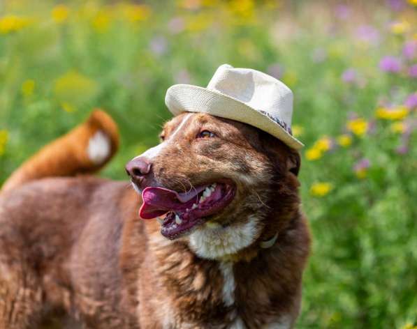 Молодой весёлый Барни в добрые руки! в Москве фото 10