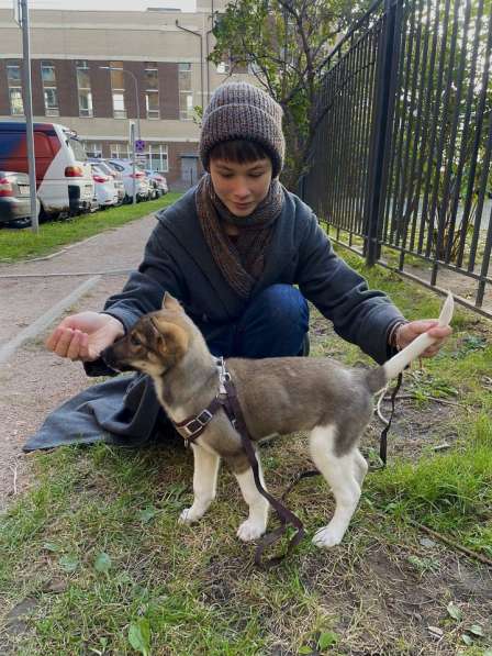 Снежа – Плюшевая Нежность и Комочек Обаяния! в Санкт-Петербурге фото 3