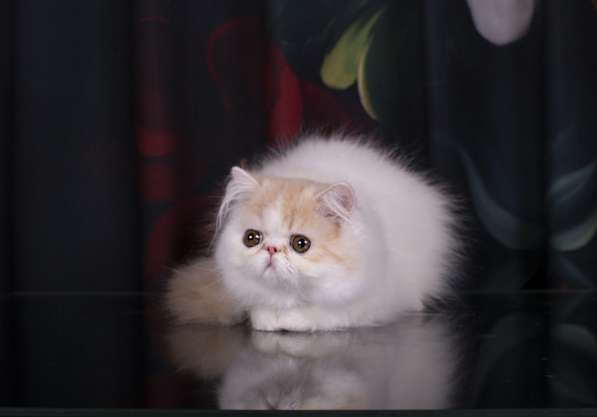 Персидский котик в Одинцово фото 4