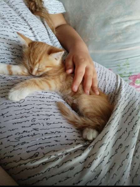 Одаём котёнка в добрые руки