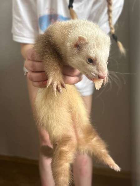 Домашний хорек