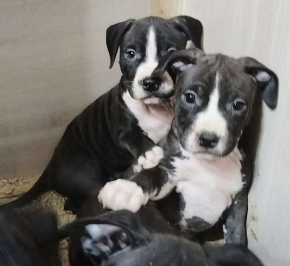 Красивые щенки Амстаффтерьера ркф 2 месяца