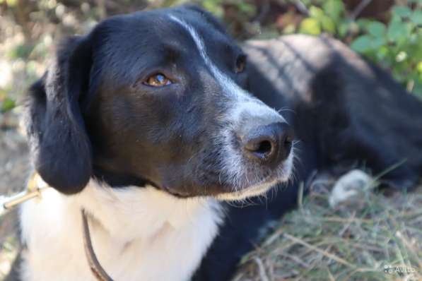 Отдаю собаку в добрые руки в Саратове фото 19