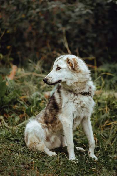 Очень ласковый пушистик ищет дом в Санкт-Петербурге фото 18