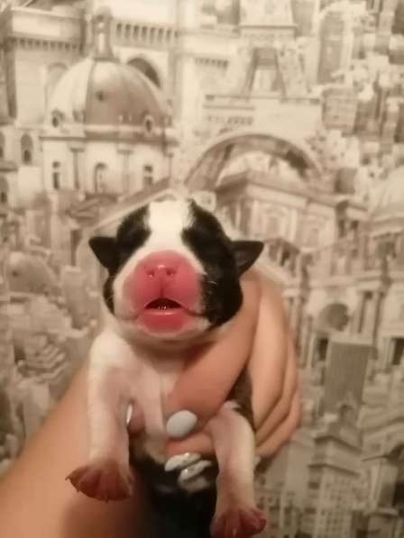 Щенки стаффорд в Коряжме фото 8