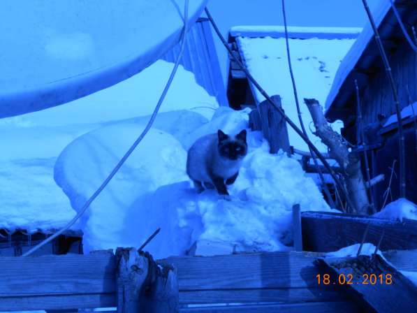 Котята-подростки в Новосибирске фото 7