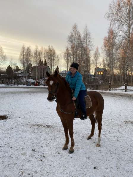 Прогулки на лошадях в Новосибирске
