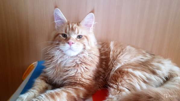 Котёнок шоу/брид класса, Чемпион WCF в Екатеринбурге фото 20