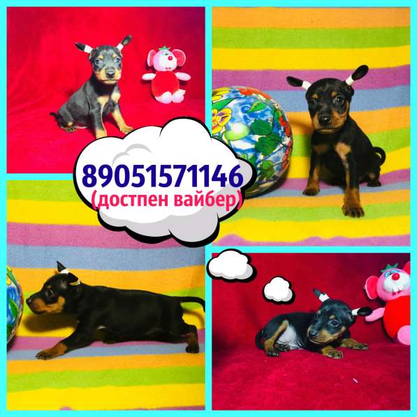 Щеночки "Карликового пинчера (цвергпинчера) в Костроме