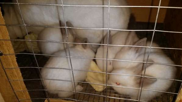 Кролики калифорнийские чистопородные в Кинешме